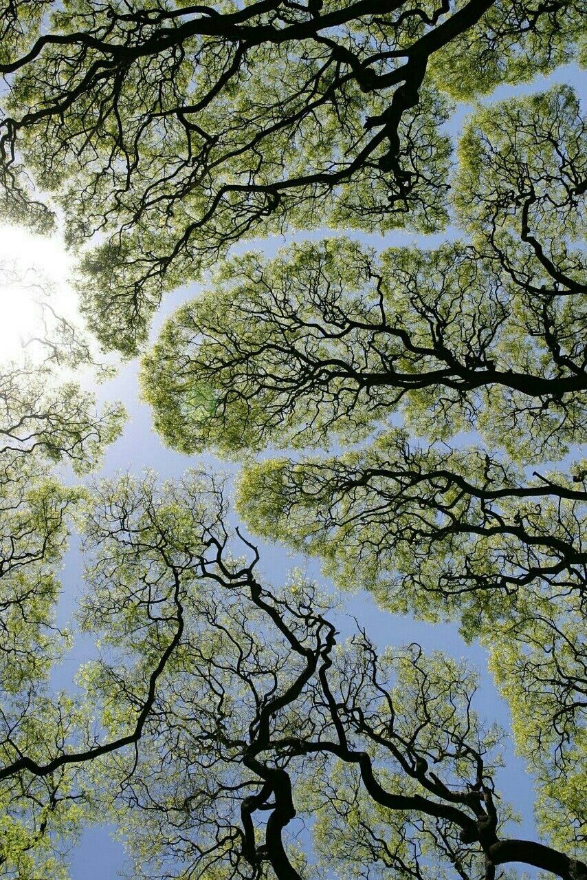 A Tree Planted For Every Order 🌳